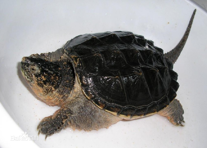 常见乌龟寿命千年王八万年龟乌龟到底能活多久