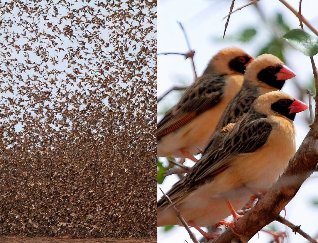 非洲麻雀氾濫，圍毆大象，引發糧食災荒，15億隻吃都吃不絕