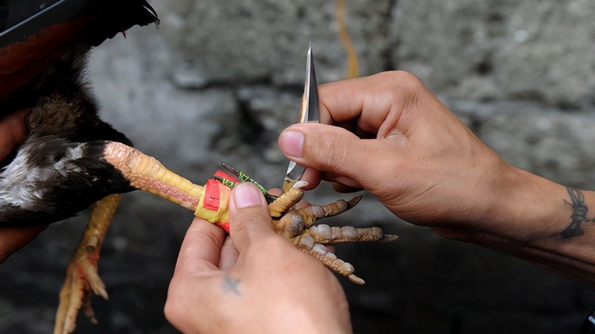 印度公鸡腿绑近8厘米利刃，刺中主人腹股沟致死