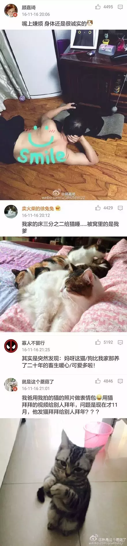 为什么很多父母反对孩子养猫？怎样说服他们？