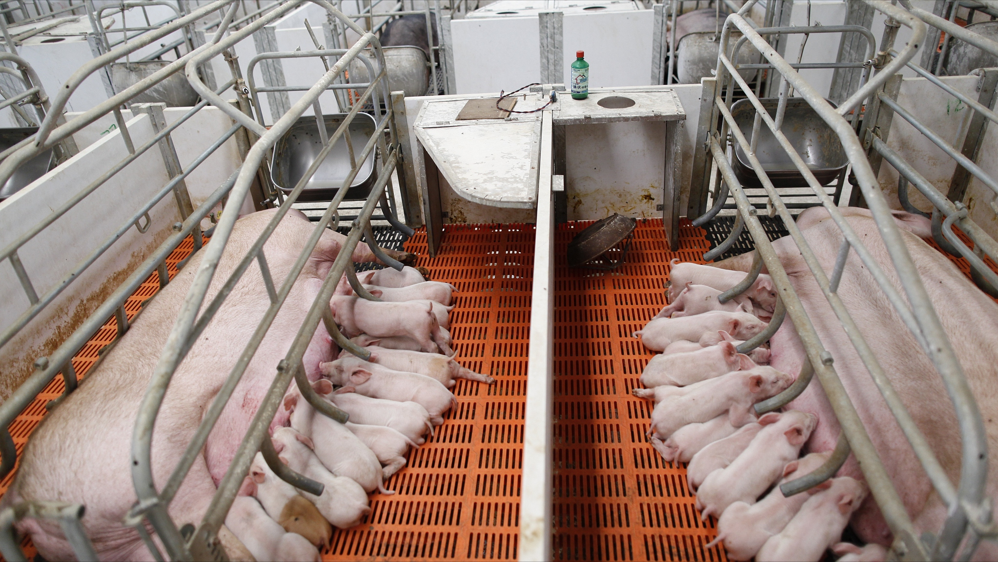 猪价大跌13.87元，猪市泡沫“崩塌”，养猪行业进入新格局