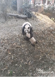 搞笑gif神评:鼻子都塌了吧,心疼伴娘一分钟