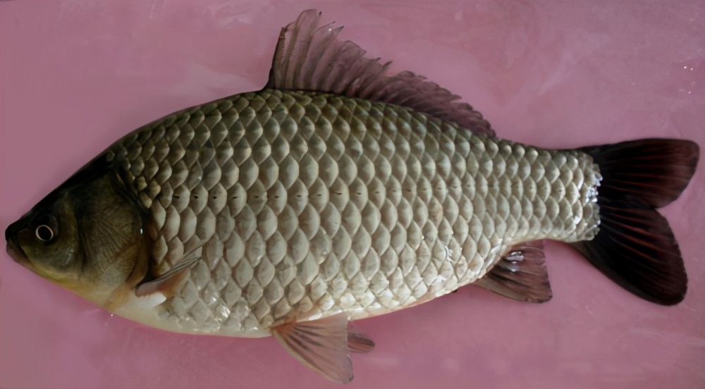 簡述鯽魚系列品種常見15個種類：比起畜禽來，鯽魚種類最繁且多
