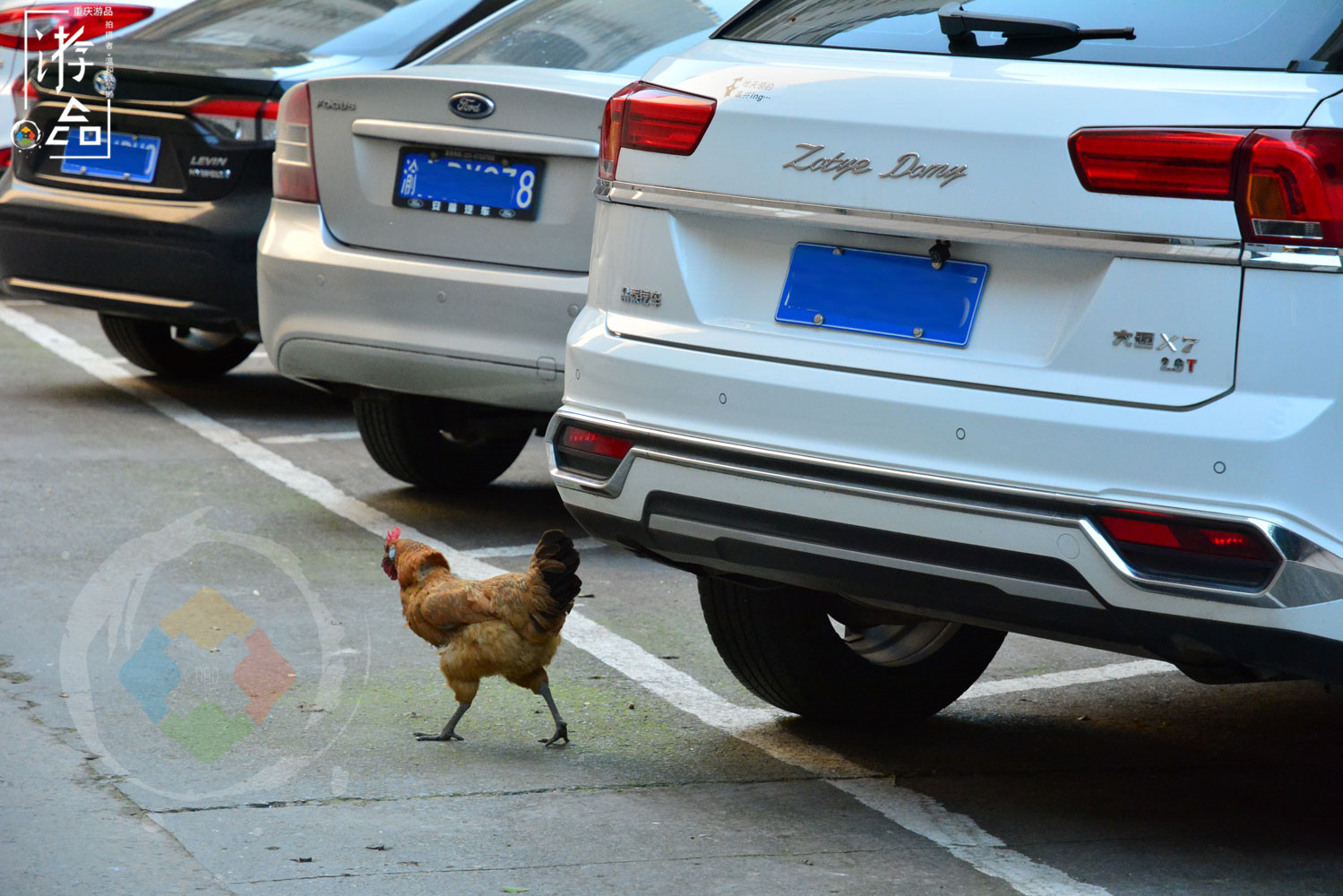 “漂在”重庆码头边的花市：位置偏僻环境差，但价格是主城最低的