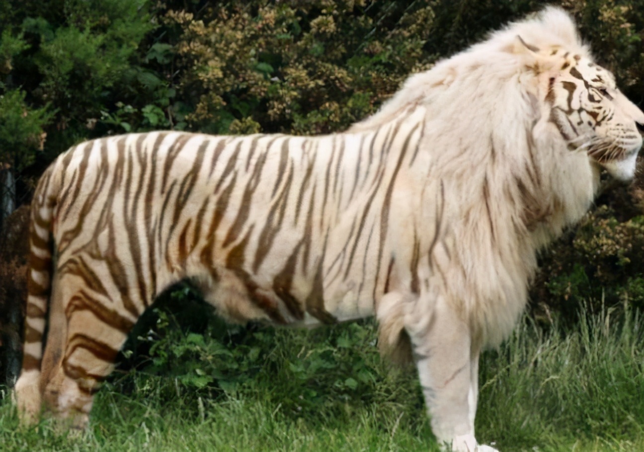 亂點鴛鴦譜，人類製造跨物種雜交動物，是否違背自然規律？