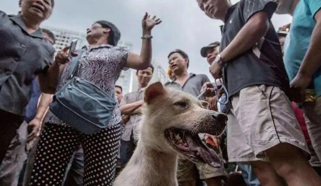 用猫狗替代男人只需做到这三步，宠物营销背后的道德危机