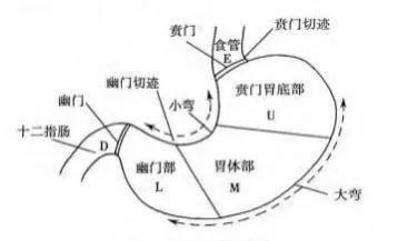 幾分鐘教你看懂胃鏡和病理報告