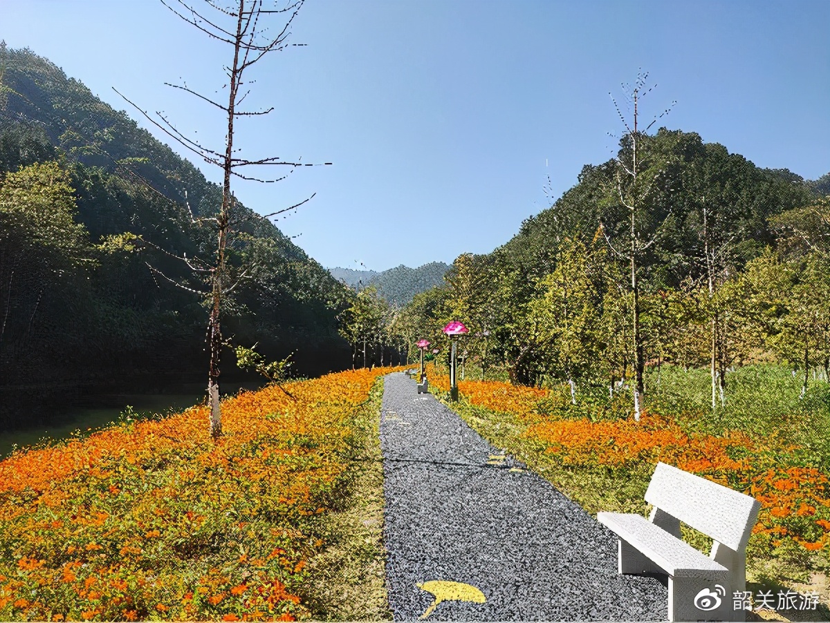 准备打卡！金丝皇菊花海、银杏...周末来南雄这条线，玩法不重复