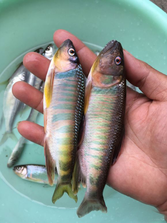 8对相似鱼类欣赏_养鱼知识_西南渔业网 水花鱼 水产养殖专业网 渔业