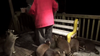 加拿大退休警察被20多只浣熊堵门 投喂场景爆红网络