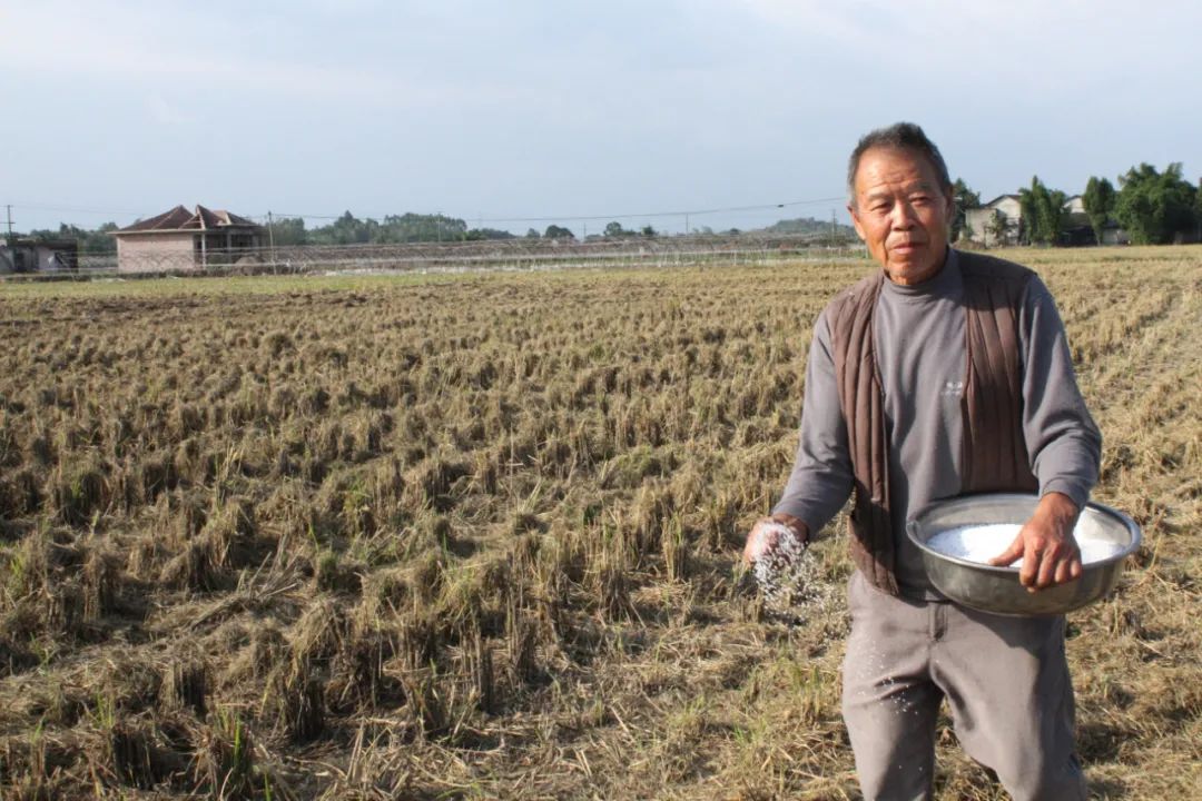 御康农业产业化联合体订单模式助力罗江打造油菜产业基地