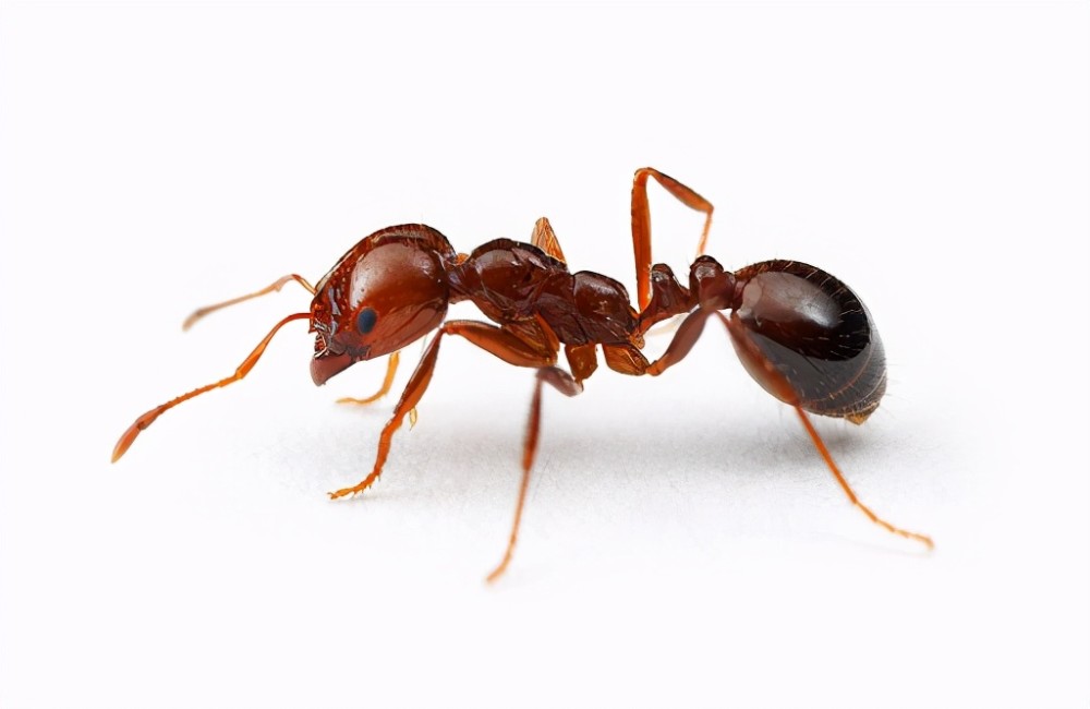 红火蚁还有另外一个霸气的名字"无敌的蚂蚁"