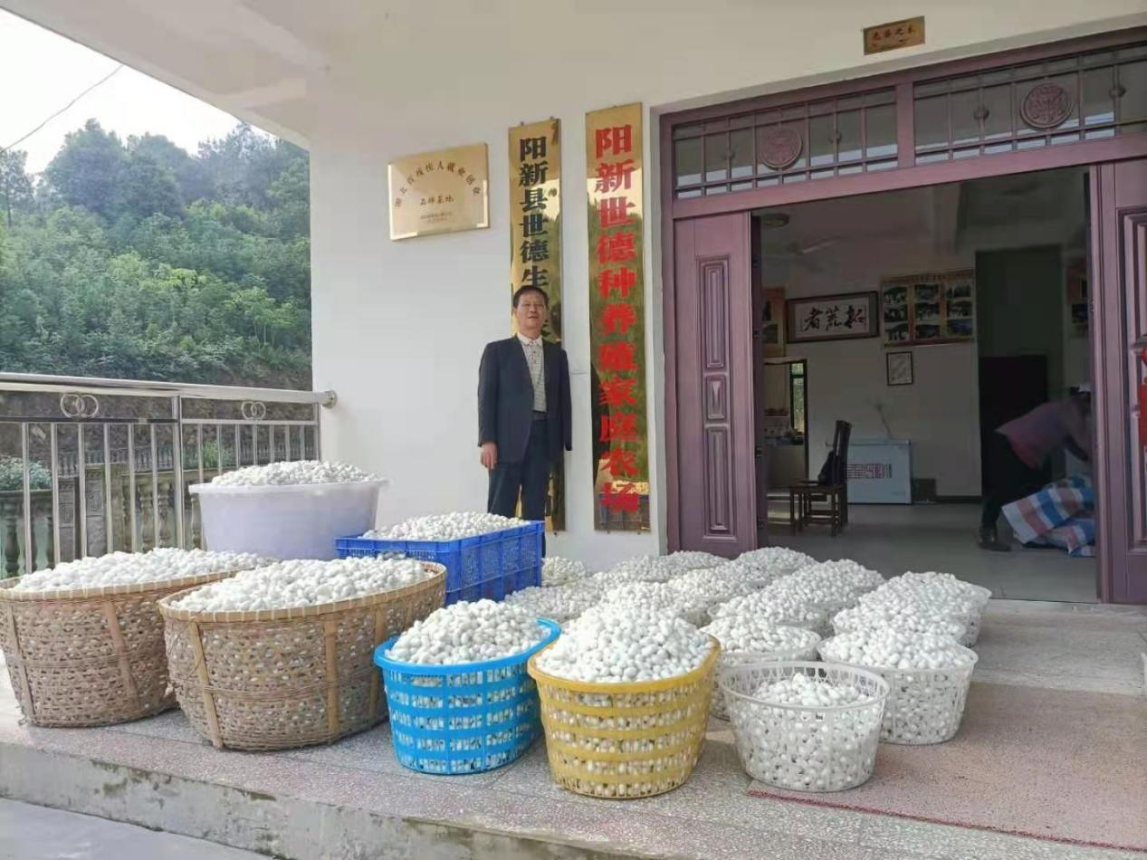桑叶托起一个产业 阳新木港镇织就乡村振兴“丝路”