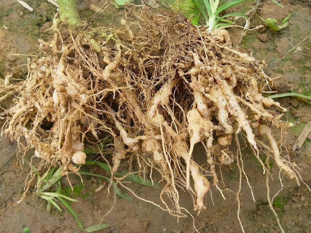 明月海藻肥在河北邯郸成安玉米上使用后，根系对比图_肥料应用_191农资人 - 农技社区服务平台