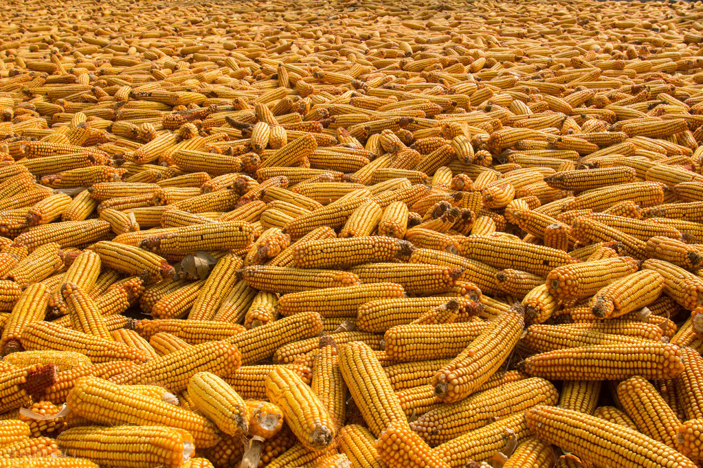 玉米难“翻身”，大豆也跳水，饲料成本下滑，养殖户能补栏吗？