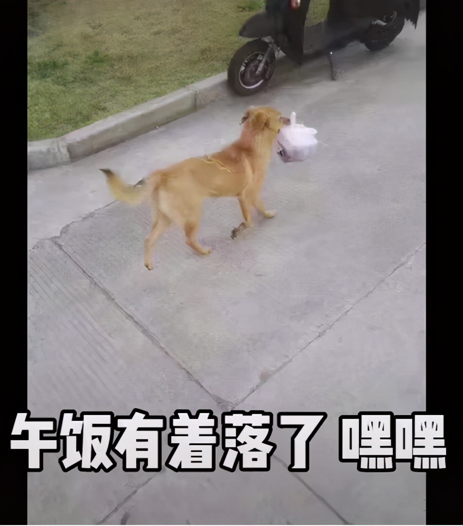 中原工学院的网红流浪狗“黄哥”最终还是被毒死了