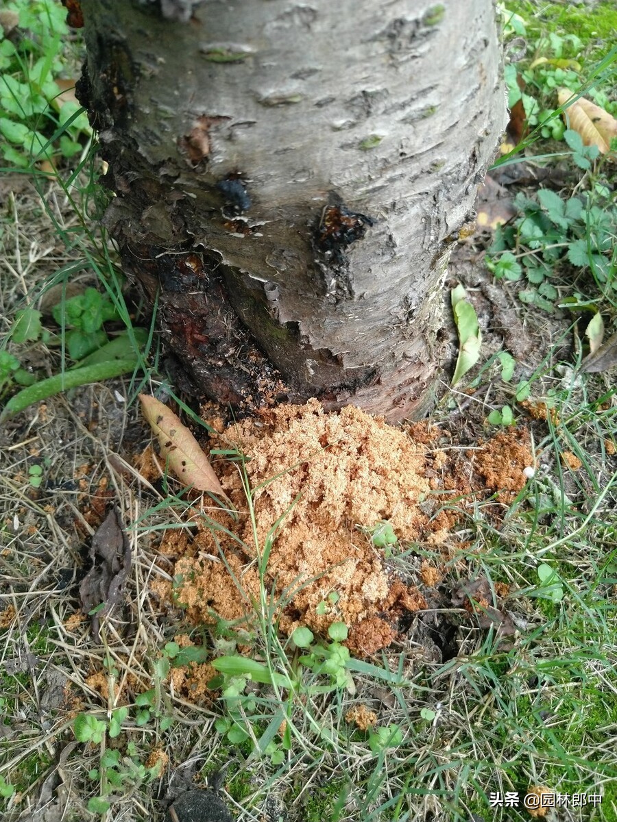 春季，蛀干害虫危害初发期，此时防治正当时-第4张图片-农百科