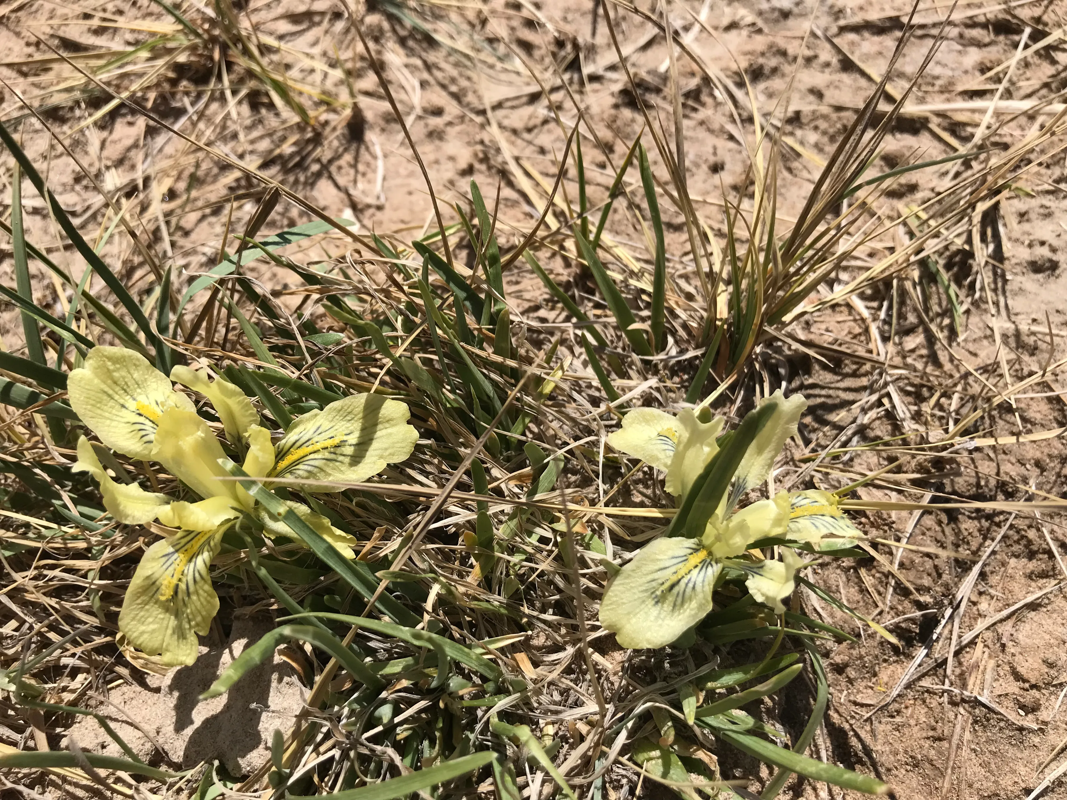 Colorful Qaidam (6) Golmud