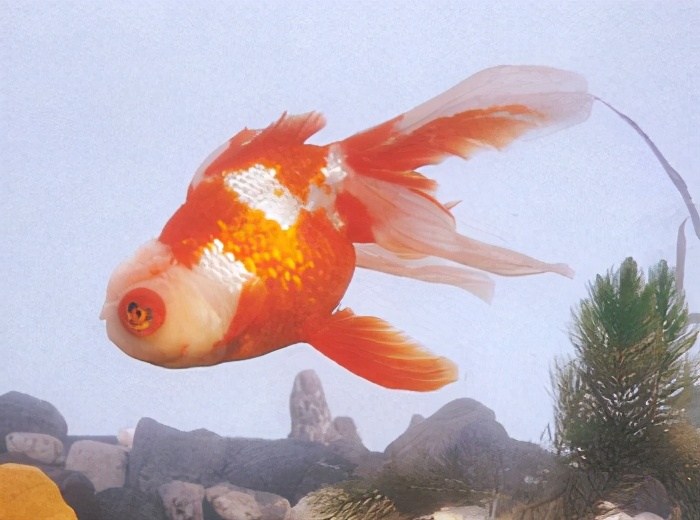 高头灯泡眼龙睛:[蝶尾墨龙睛:葡 萄 眼:玛 瑙 眼:彩色龙睛:紫虎头龙睛