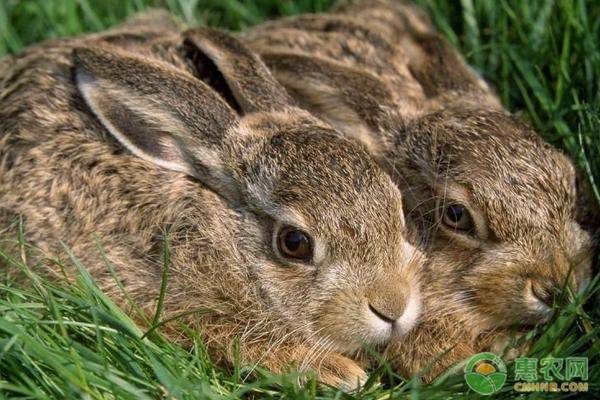 农村养殖兔子有什么禁忌？需注意什么？