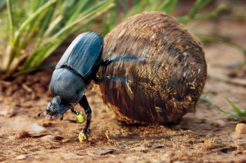 自然界清道夫：蜣螂，重任在身的真·劳模