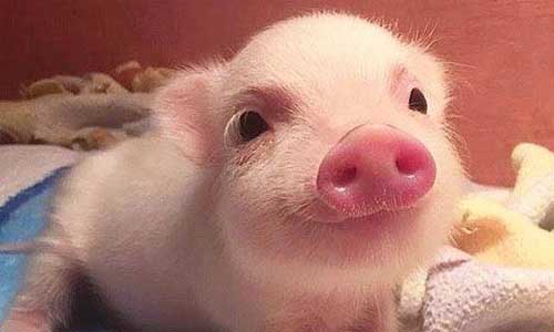 2万吨储备冻猪肉来了，会让猪肉价格下降吗？