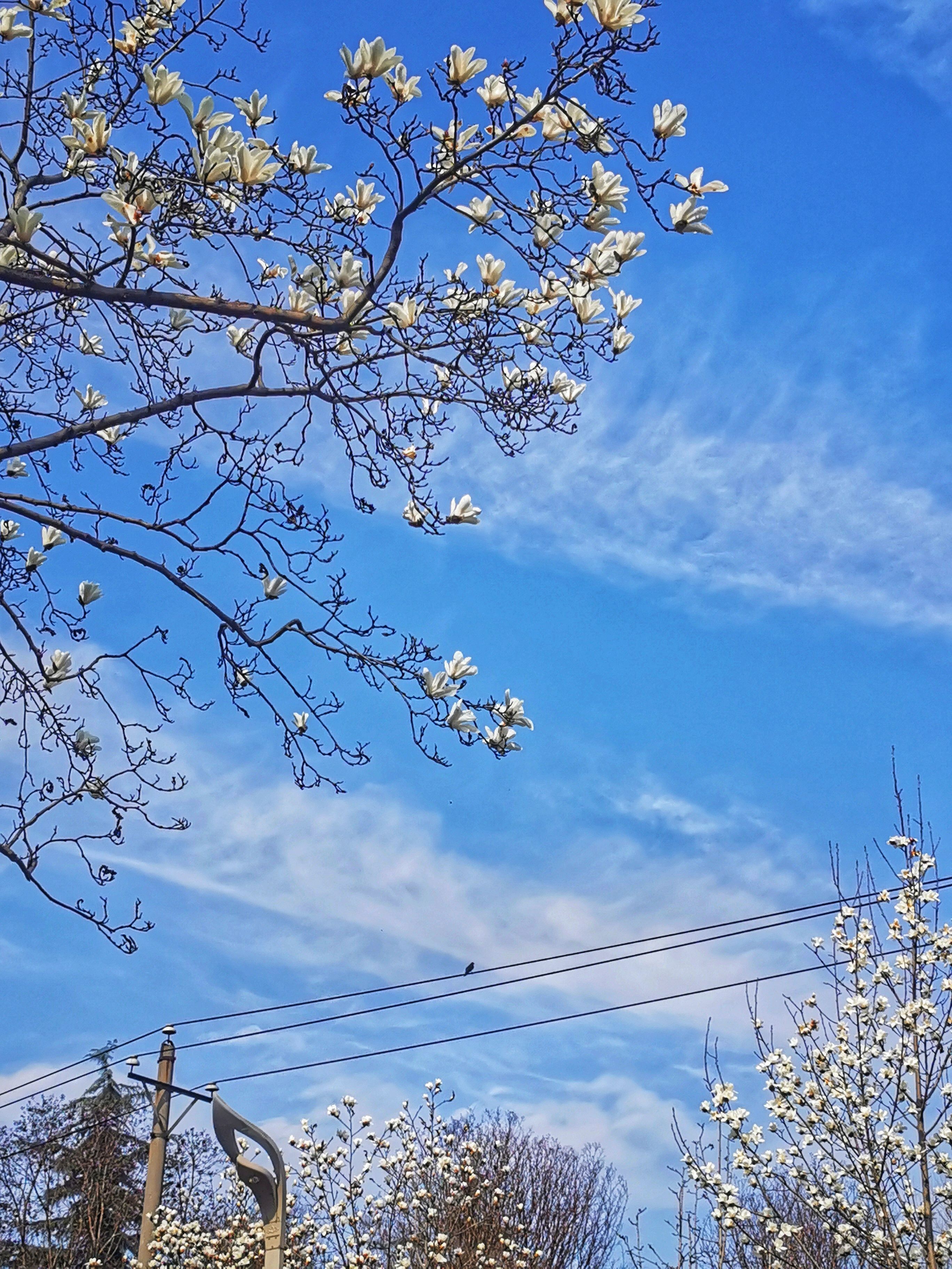 等不及了！全城的花花们带来春的讯息｜城市摄影队