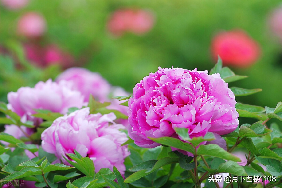 湖南常宁：又是一年春好景，美丽经济助力乡村振兴！