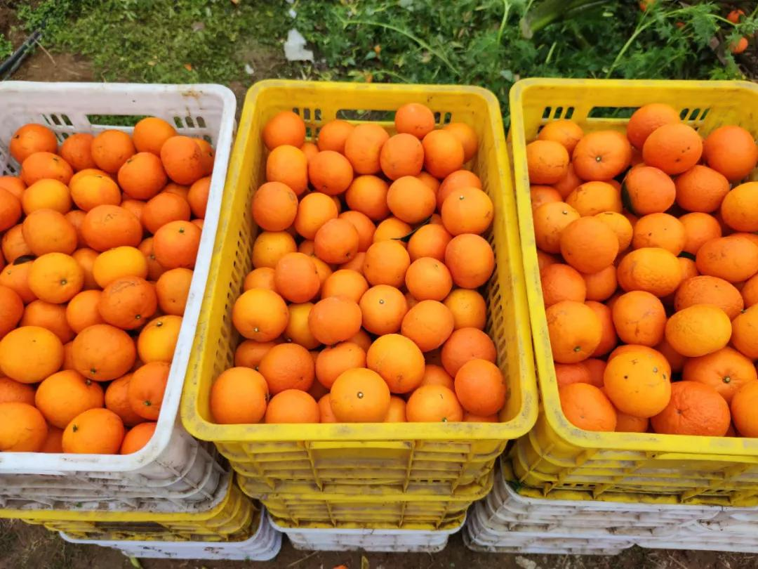 ������ɫ�ָ̣�����������԰��ֱ������������