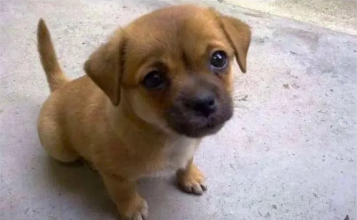 竟然有人敢花12块买宠物狗网友直呼这只精品狗果然很拼夕夕