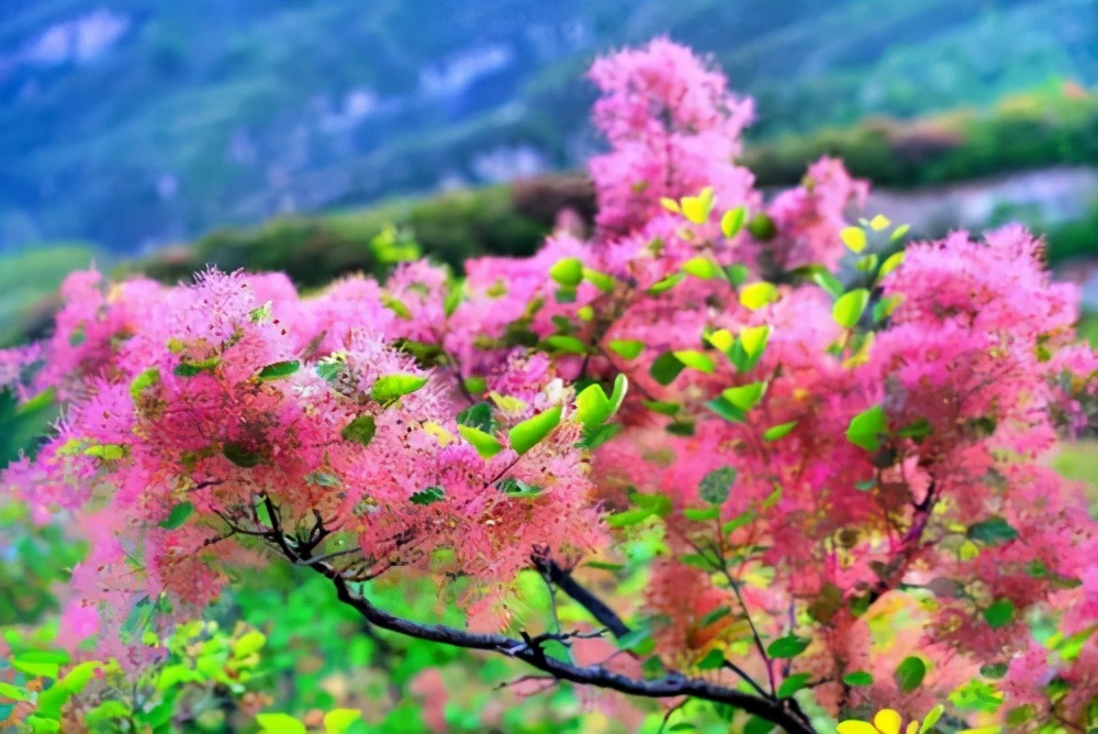 In autumn, Hongye is not a maple leaf?  Sumac, a fairy-like autumn leaf tree species