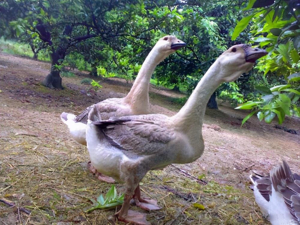 廣東農(nóng)村小伙返鄉(xiāng)種柑，一年賣(mài)1800萬(wàn)元，帶105戶(hù)農(nóng)民發(fā)家致富