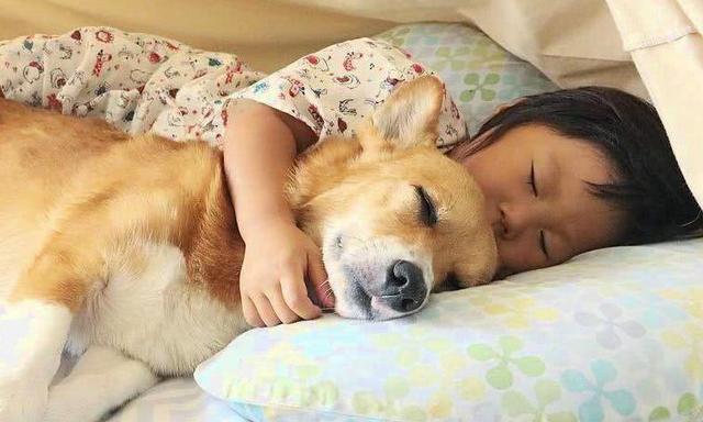 看狗狗的睡觉位置，就能看出你的重要程度