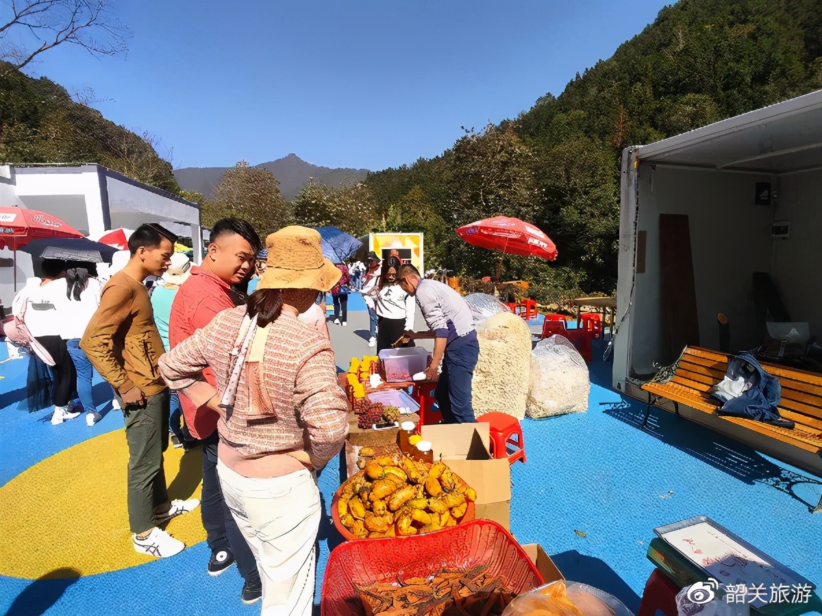 准备打卡！金丝皇菊花海、银杏...周末来南雄这条线，玩法不重复