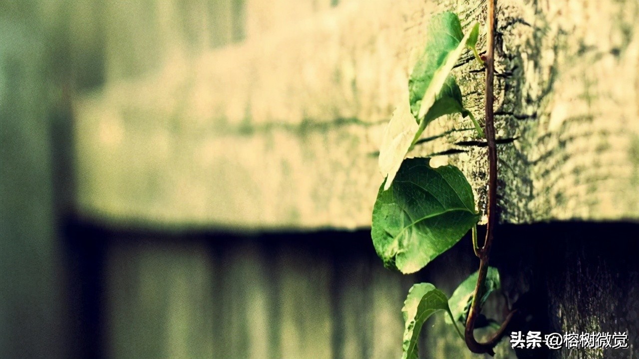 三月光陰 願所有的美好都馭雪歸來 榕樹微覺 Mdeditor