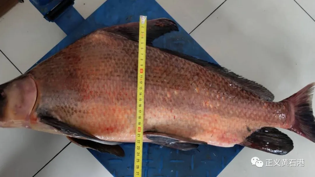 公益诉讼 | 维护长江生态多样性，联合办案再显