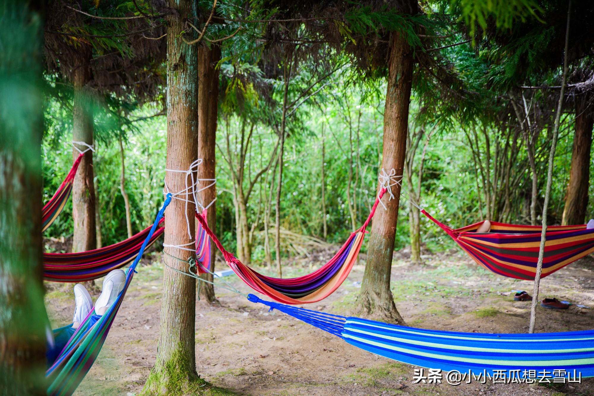 重庆最美的原始森林，是理想的避暑胜地之一，