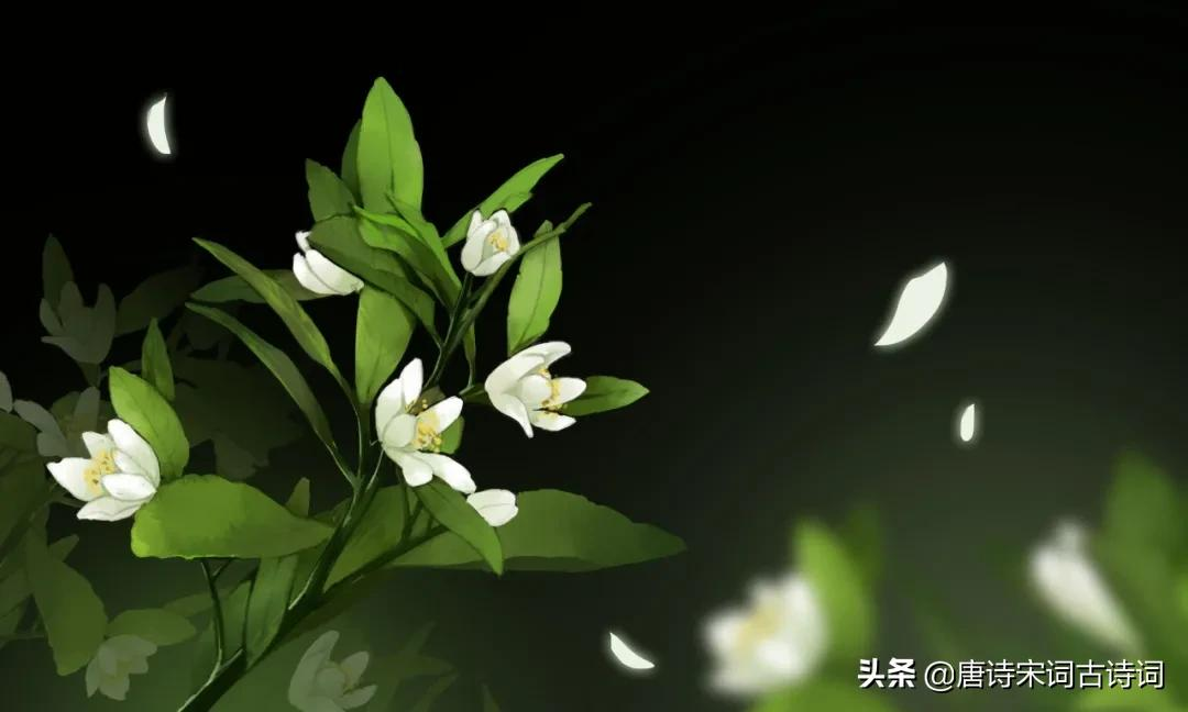 夏天的花儿-第9张图片-非凡网 夏天的花儿-第9张图片-非凡网
