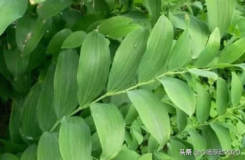 乡间1野草，其貌不扬却有大名堂，药效不错对身体有好处，记得摘