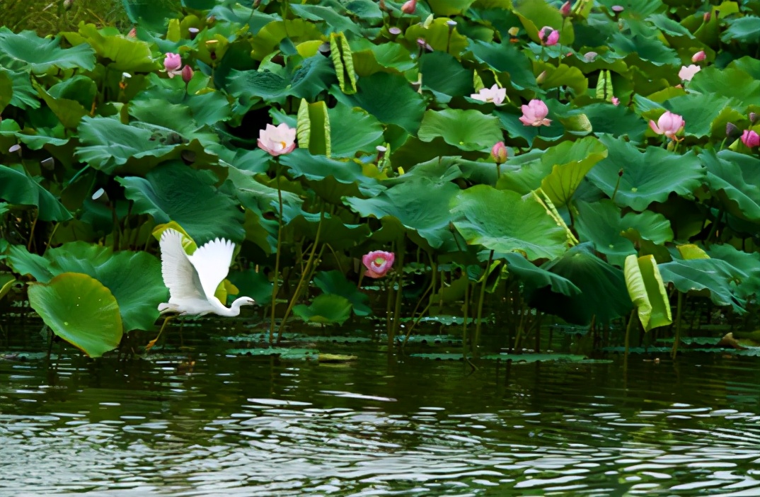 昆明康养重仓滇中空港，客户为何都向这里集中？