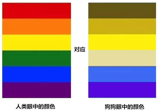 狗狗是色盲吗？它们眼里的世界是怎样的？