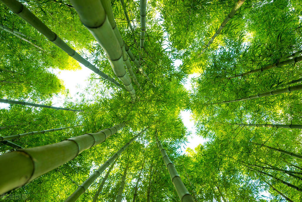 刘存发词集《清风之素心咏梅兰竹菊三百首》——念奴娇四首