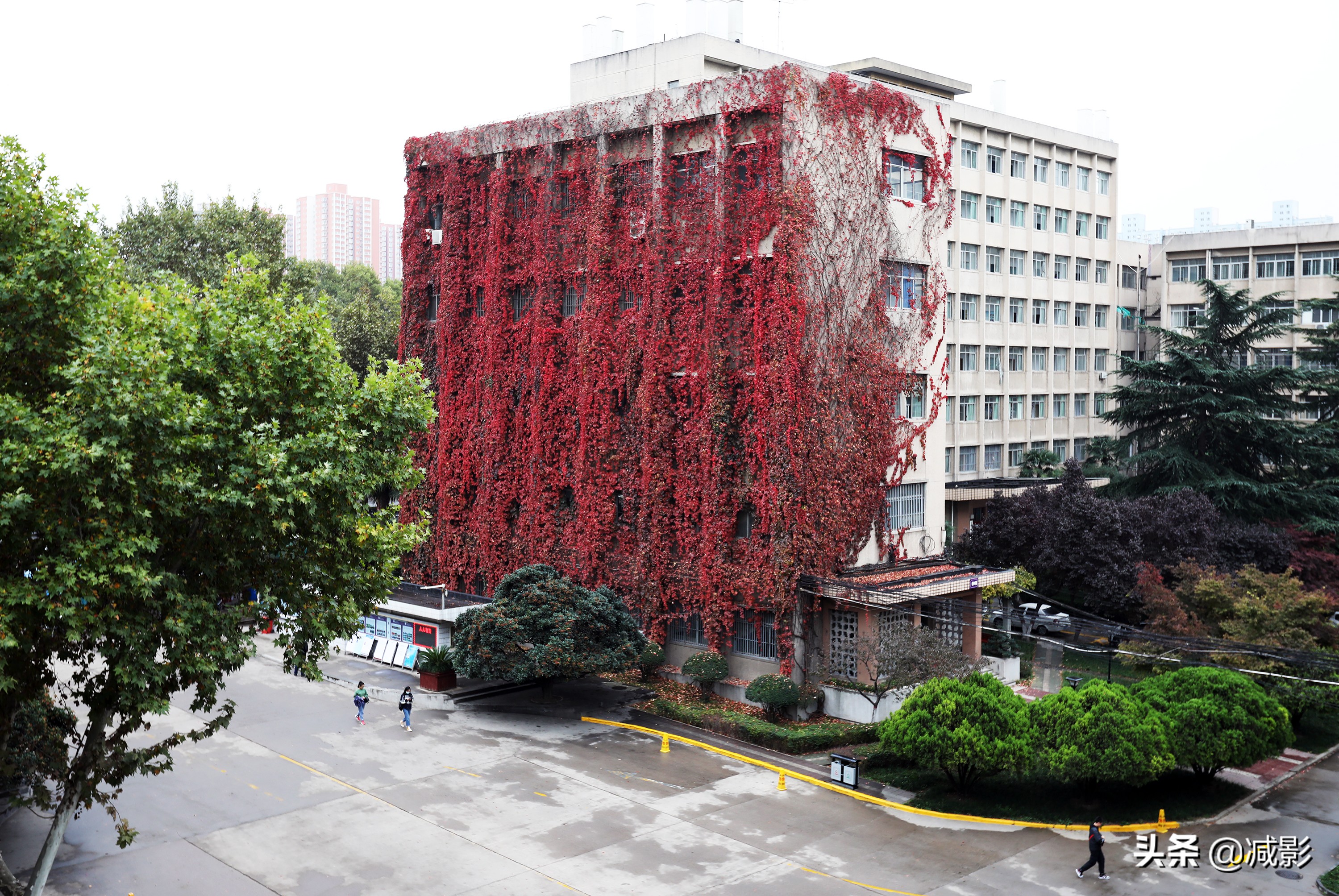 高校教学楼30年爬满爬山虎，被秋天渲染成片红，学生不知学校美