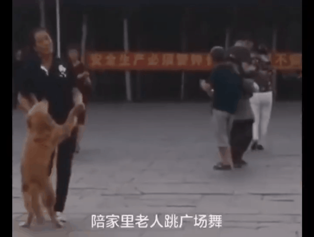 人类已经无法阻止宠物狗了……