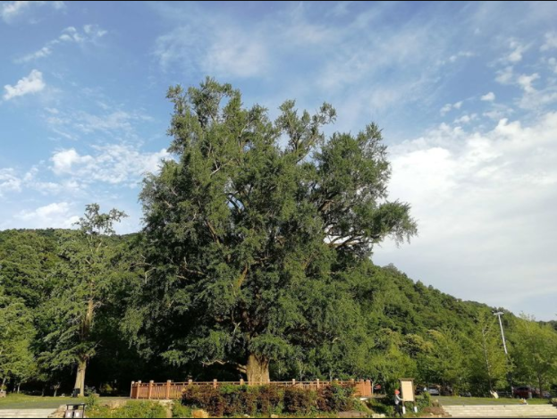 随州大洪山：鄂中绿宝石禅境养生地