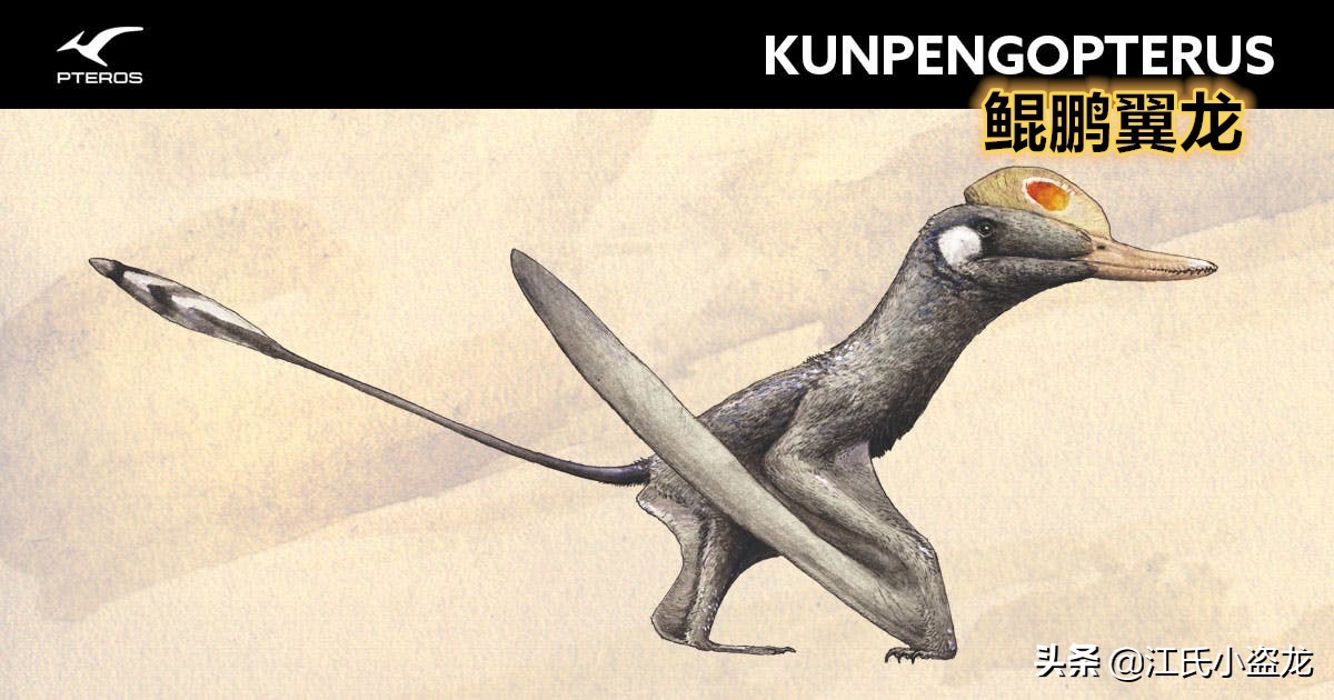 侏羅紀的翼龍竟然會“擒拿手”
