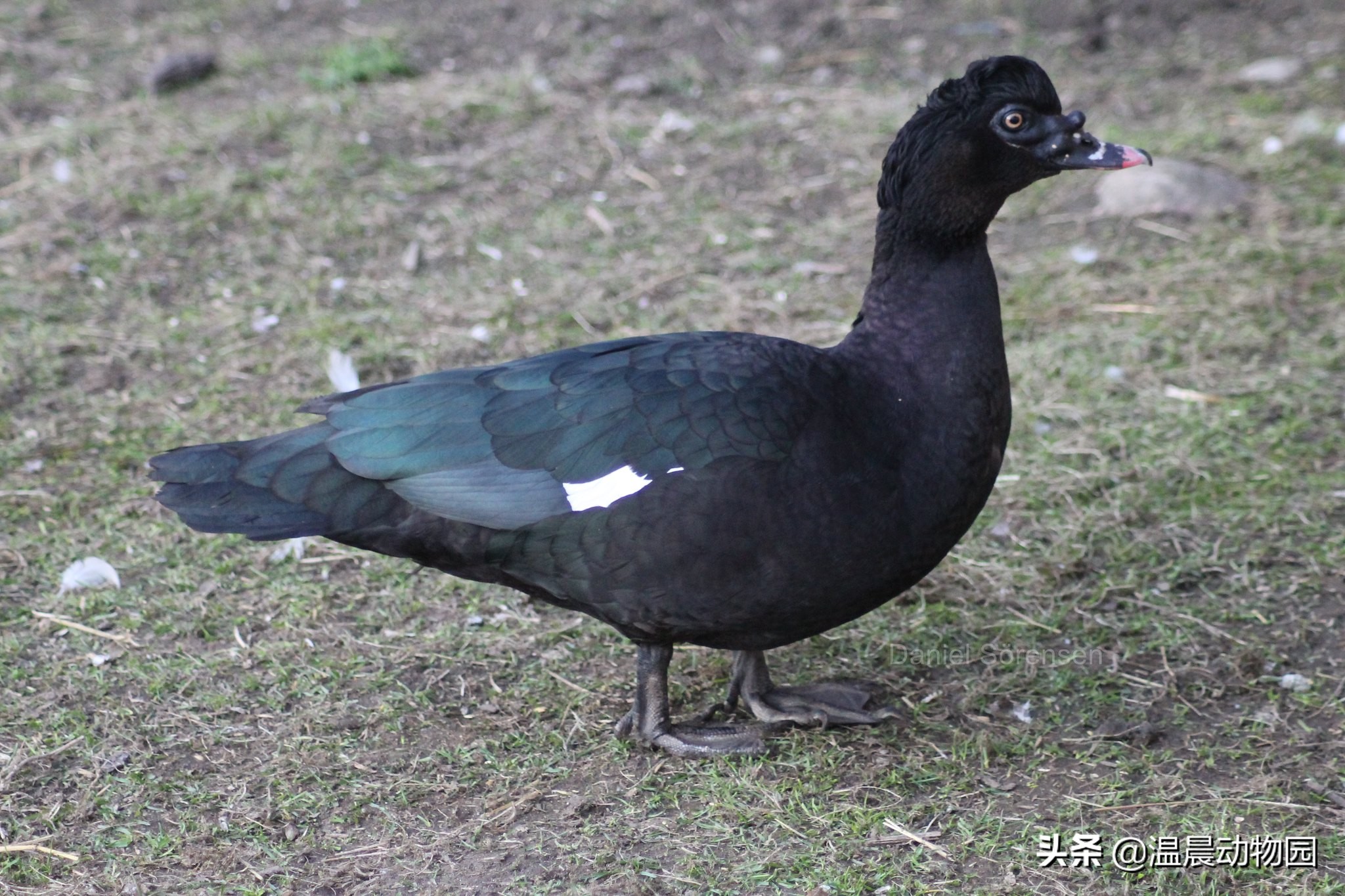 家禽的寻亲之旅：鸡鸭鹅的祖先们，至今还跟人类共同生活在地球上
