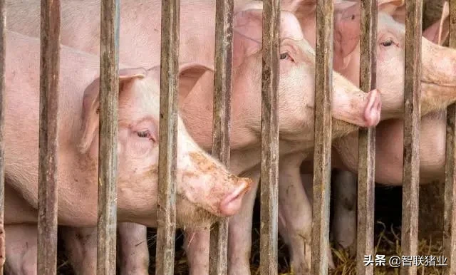 生猪刚跌到10元，又反弹了！网友：还能吃到平价