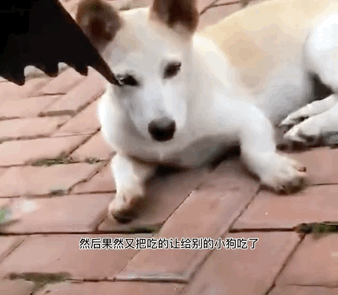 狗狗被遗弃后，它自己知道吗？它会不会跟别的流浪狗说它有主人？