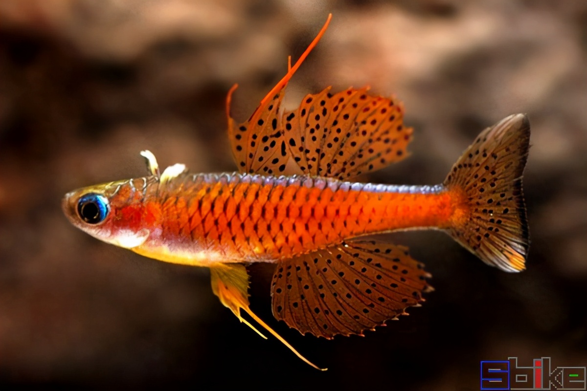 十大美丽微型淡水观赏鱼_观赏鱼类_西南渔业网 水产养殖专业网 渔业